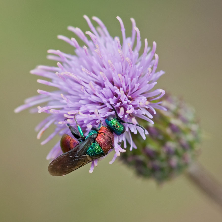 Hedychrum nobile